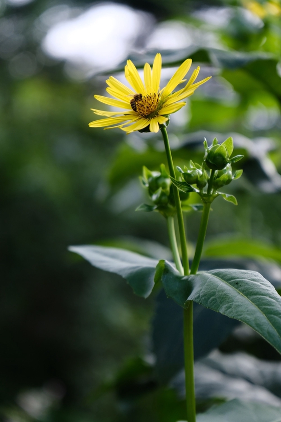 富士用户新选择 腾龙17-70mm F/2.8 Di III-A VC RXD评测