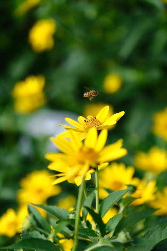 富士用户新选择 腾龙17-70mm F/2.8 Di III-A VC RXD评测