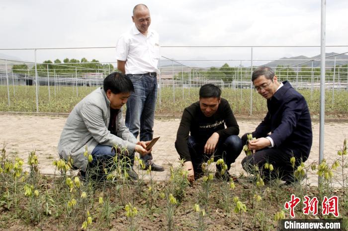 青海：摸清中藏药资源家底及动态变化规律